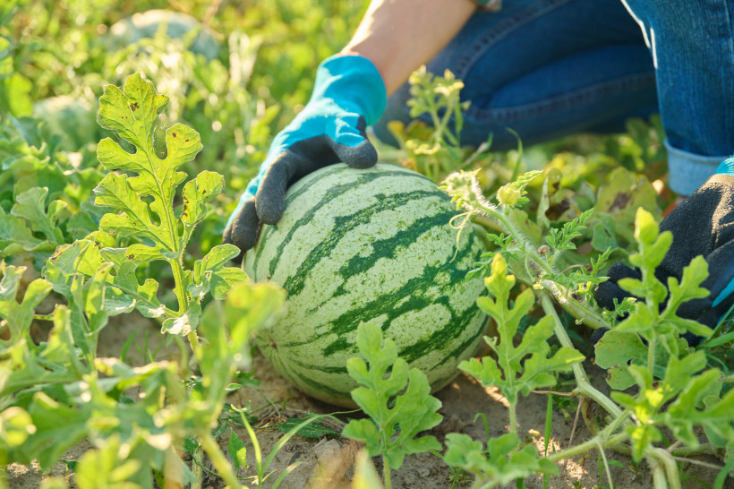  Das Bild zeigt eine große Wassermelone mit typischer hellgrün-dunkelgrün gestreifter Schale, die in einem Feld zwischen Melonenpflanzen liegt.   Eine Person mit blauen Gartenhandschuhen und Jeans hockt neben der Melone und hält sie mit einer Hand fest, a