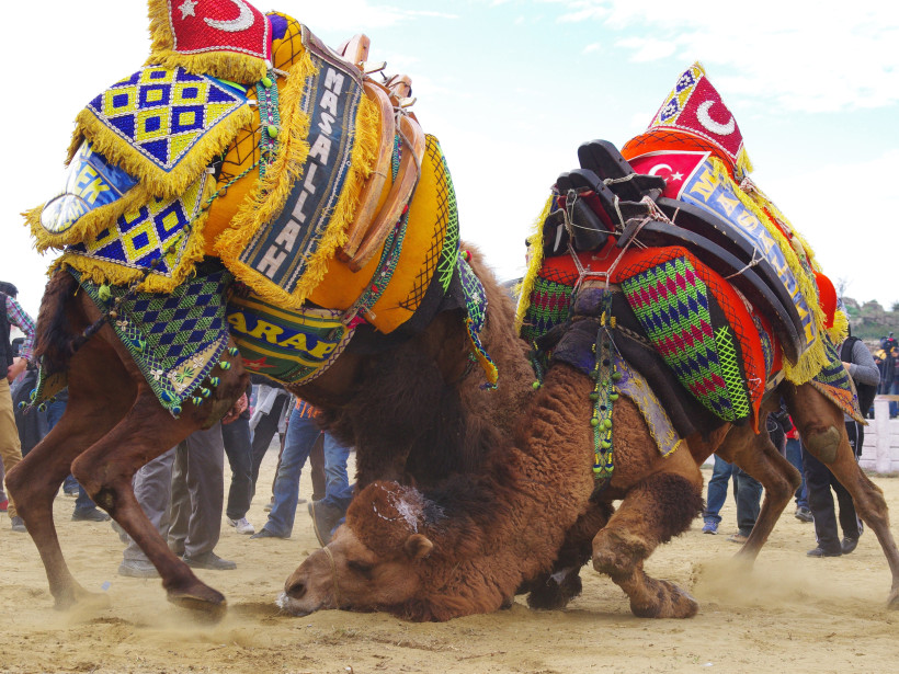 Türkei Mit kunstvollen Decken und traditionellen Symbolen geschmückt, treten die mächtigen Tiere in der Arena gegeneinander an. Das Kamelringen, ein jahrhundertealtes Spektakel der türkischen Volkskultur, vereint Stärke, Ritual und Volksfeststimmung – tief verwu