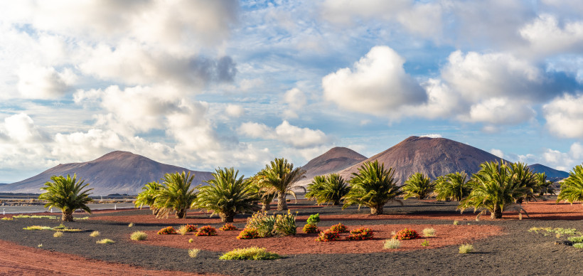 Landschaft mit Vulkanen und Bergen im Nationalpark Timanfaya auf Lanzarote, Spanien. Trockene vulkanische Landschaft mit rötlich-schwarzem Boden, verstreuten Palmen und Blumenbeeten vor mehreren rotbraunen Vulkanhügeln unter einem teils bewölkten Himmel.