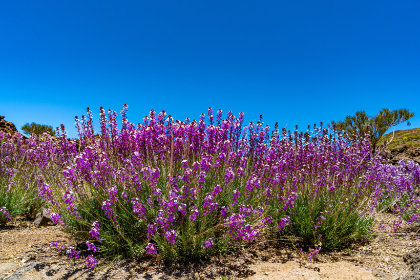 Frühling auf Teneriffa – bunte Blüten im Teide Nationalpark Violette Frühlingsblumen blühen im Teide Nationalpark auf Teneriffa. Farbenfrohe Natur und klares Frühlingswetter in der Vulkanlandschaft der Insel.