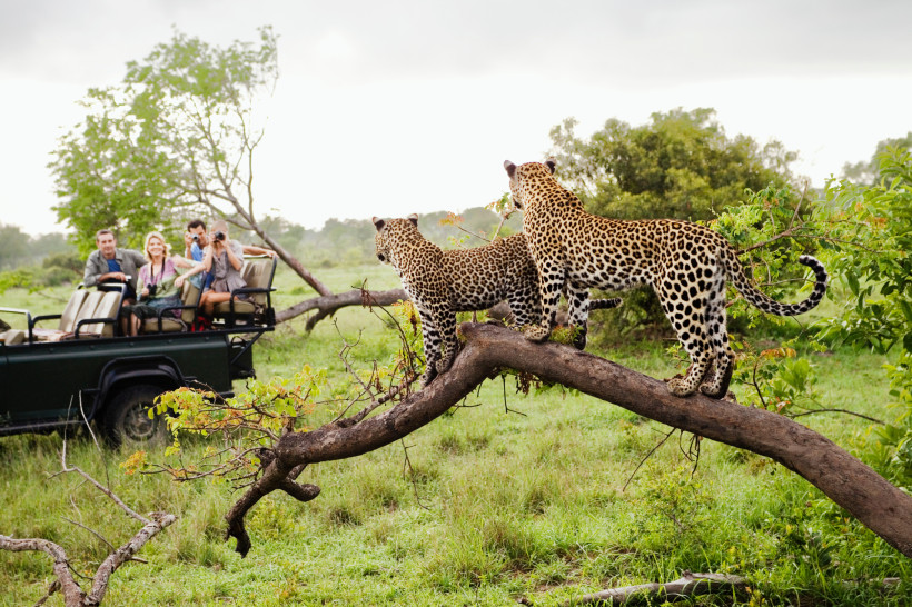 Südafrika Zwei Leoparden stehen auf einem Ast in einem grünen Safari-Gebiet. Im Hintergrund beobachten Touristen die Tiere aus einem offenen Geländewagen heraus und fotografieren sie.