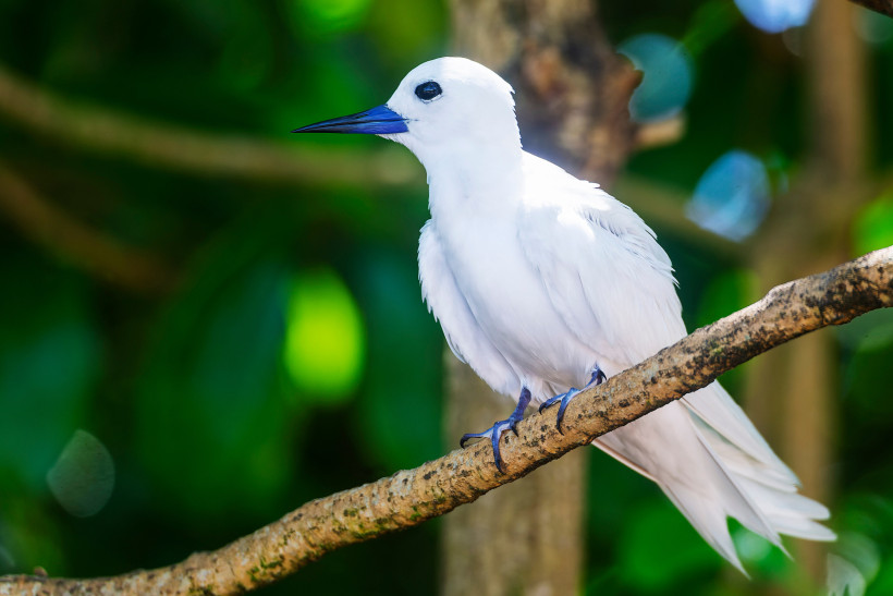 Seychellen - Cousin Island Cousin Island Seychellen 2025/2026 – Weißer Seeschwalbe (Fairy Tern) im Naturreservat auf einem Ast