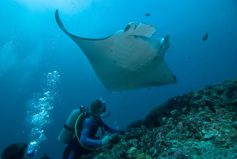 Mantarochen schwimmt über einem Taucher an einem Korallenriff auf den Malediven