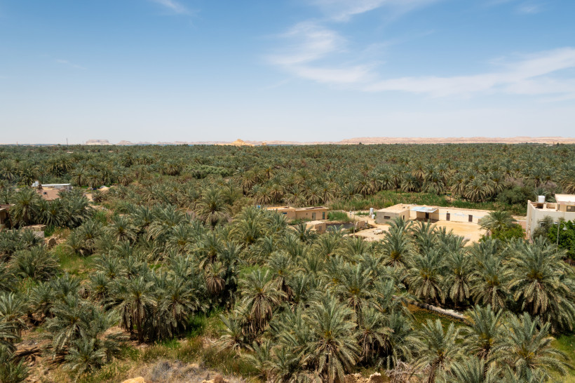 Das Bild zeigt einen weiten Blick über die Farafra-Oase in der westlichen Wüste Ägyptens. Eine riesige Fläche ist mit Tausenden von Dattelpalmen bedeckt, die sich bis zum Horizont erstrecken. Zwischen dem satten Grün liegen verstreut kleine, sandfarbene H