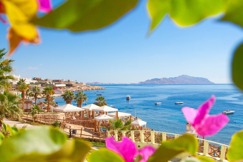 Blick auf eine sonnige Küstenlandschaft mit Palmen, Strandliegen und klarem blauem Meer, eingerahmt von bunten Blüten im Vordergrund.
