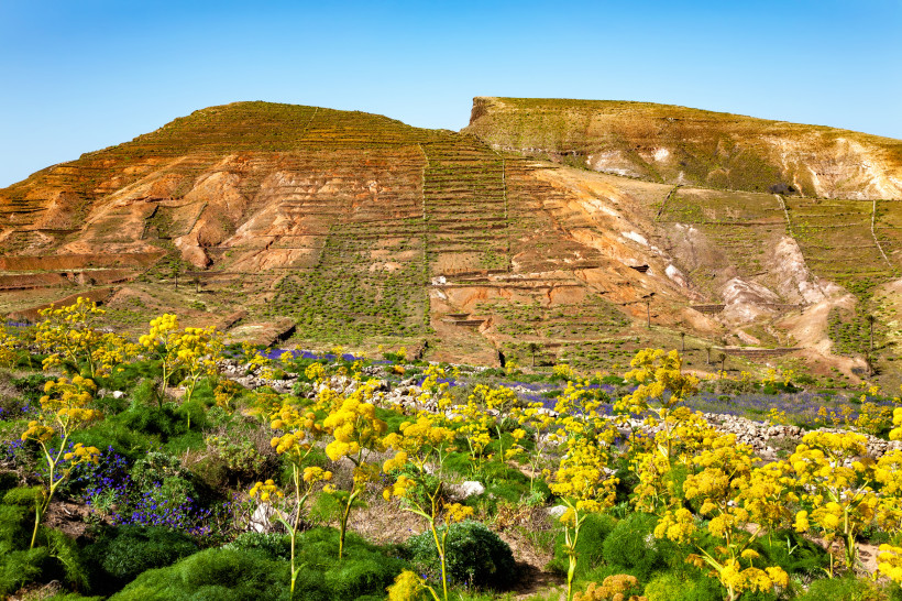 Lanzarote Terrassierter Hügel mit rötlich-brauner Erde und grüner Vegetation. Im Vordergrund blühen gelbe Wildblumen unter klarem, blauem Himmel.