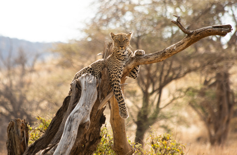 Kenia Ein Leopard liegt entspannt auf einem abgestorbenen Baumstamm in der afrikanischen Savanne. Er blickt direkt in die Kamera, seine Vorderpfoten hängen lässig über den Ast