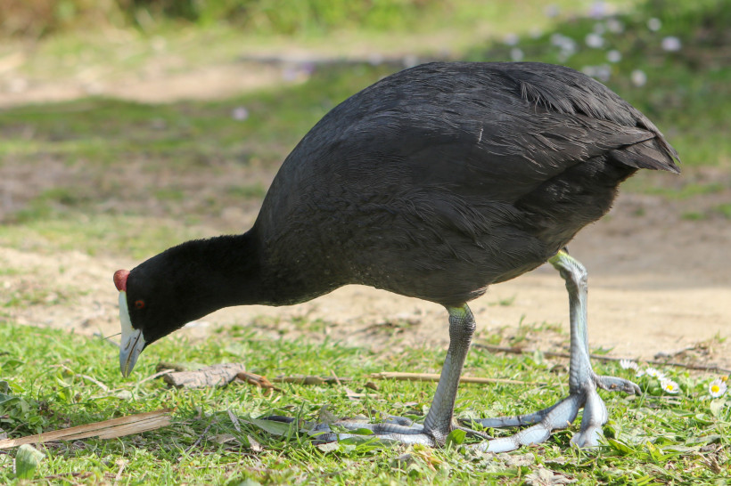 Purpurhuhn mit dunklem Gefieder und roter Stirnplatte im Parc Natural de s’Albufera