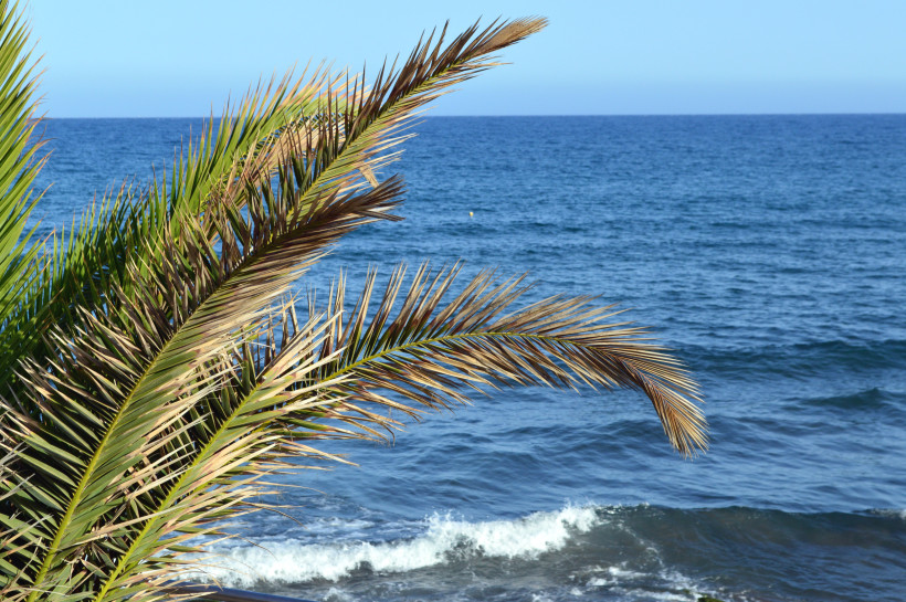 Palmwedel vor dem Atlantik bei San Agustín auf Gran Canaria
