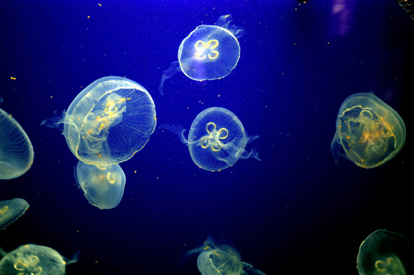 aquarium pula