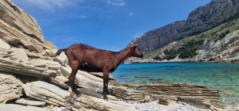 Ziege auf Felsen an der Cala Boquer mit Blick auf türkisfarbenes Meer und felsige Küste