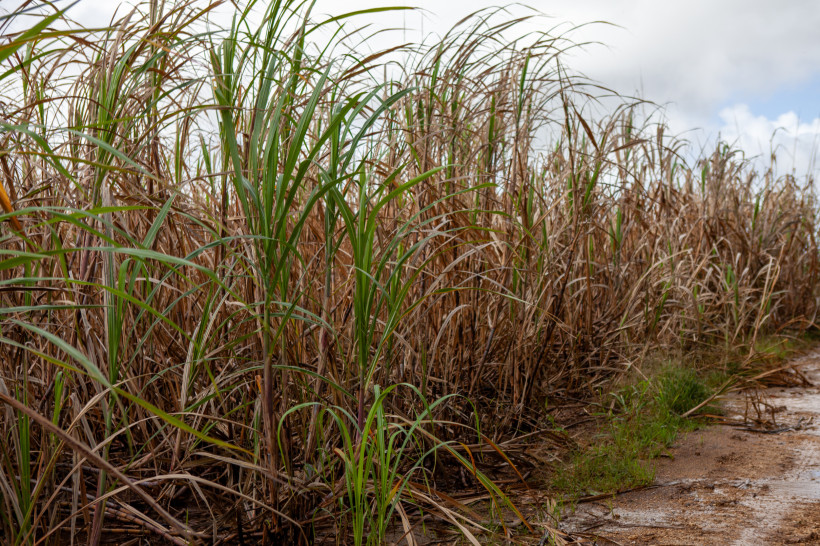 Barbados Nahaufnahme eines Zuckerrohrfeldes auf Barbados. Die langen, schmalen Blätter des Zuckerrohrs sind teils grün, teils braun vertrocknet. Rechts verläuft ein schmaler, matschiger Feldweg, der von Regenwasser durchweicht ist. Der Himmel ist leicht bewölkt.