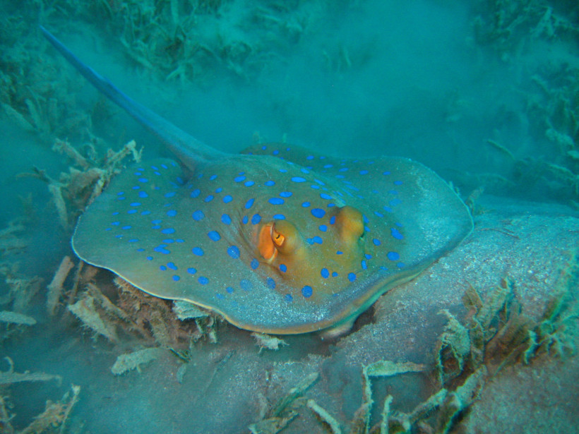 Ägypten - Makadi Bay Ein Blaupunktrochen liegt auf dem sandigen Meeresboden, umgeben von Wasserpflanzen. Der Rochen hat blaue Punkte auf grauer Haut und auffällige orangefarbene Augen.
