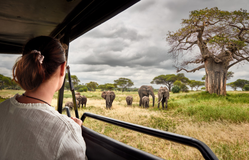 Tansania Blick aus einem offenen Safarifahrzeug: Eine Elefantenherde mit Jungtieren grast in der Savanne; rechts steht ein großer Baobab unter bedecktem Himmel.