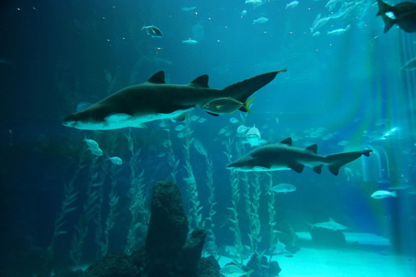 Haie und Schwarmfische in einem großen Aquariumbecken mit Kelp und Felsen, Poema del Mar Aquarium