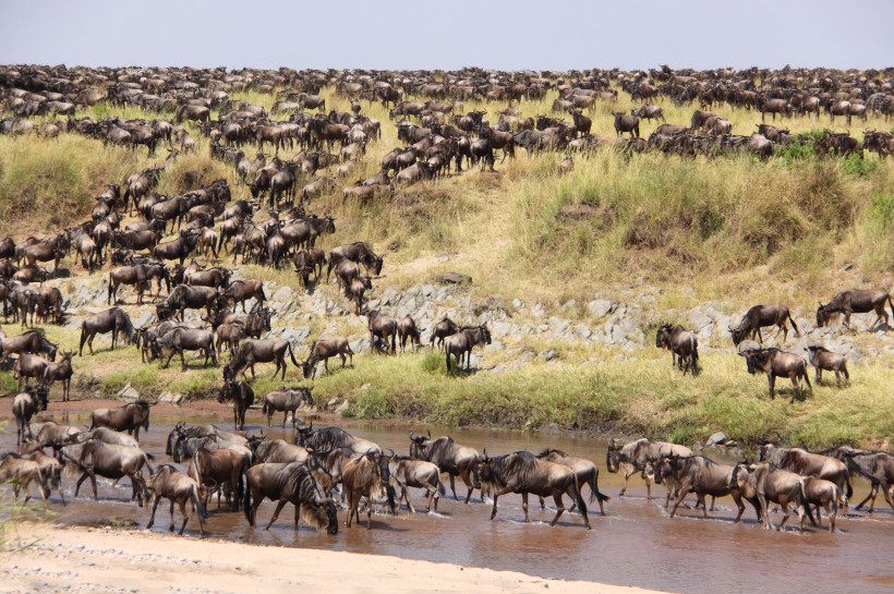 Kenia Hunderte Gnus bewegen sich in dichter Formation eine grasbewachsene Böschung hinunter und durchqueren einen flachen Fluss. Die Tiere sind Teil der berühmten großen Migration in Ostafrika.