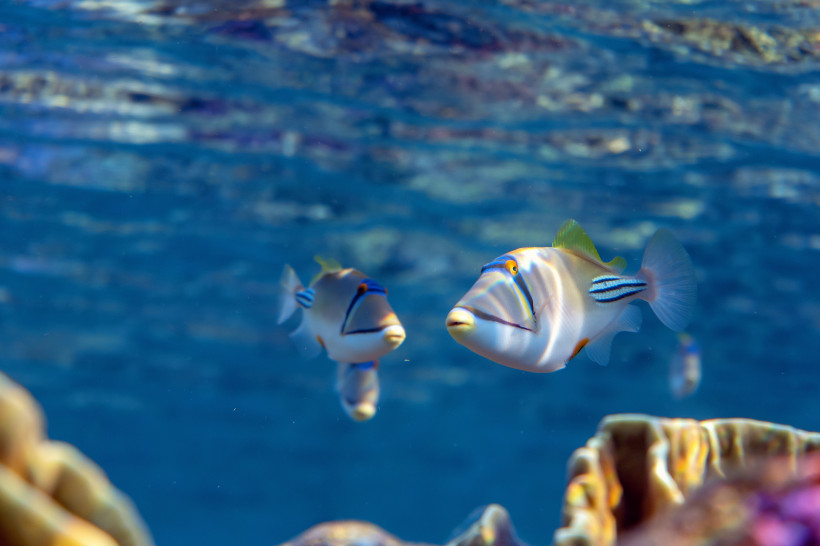 Bunte Picasso-Drückerfische schwimmen über einem Korallenriff im klaren Wasser von Marsa Alam