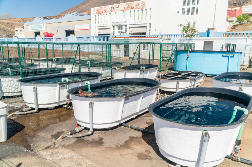 Beckenanlage einer Meeresschildkrötenstation in Morro Jable