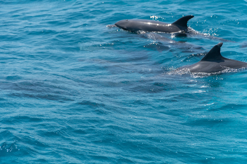 Mehrere Delfine schwimmen an der Wasseroberfläche im klaren, türkisblauen Meer vor der Küste von Hurghada.