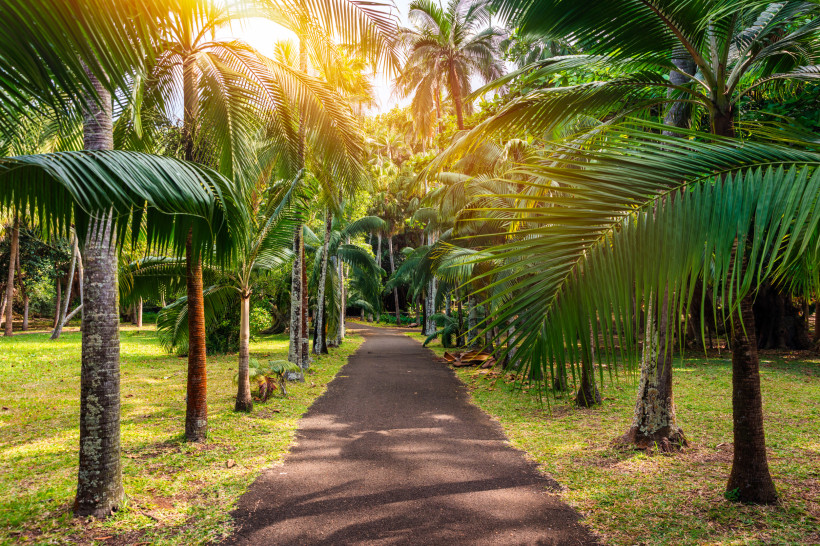 Palmengesäumter Weg im Botanischen Garten von Pamplemousses auf Mauritius im Sonnenlicht