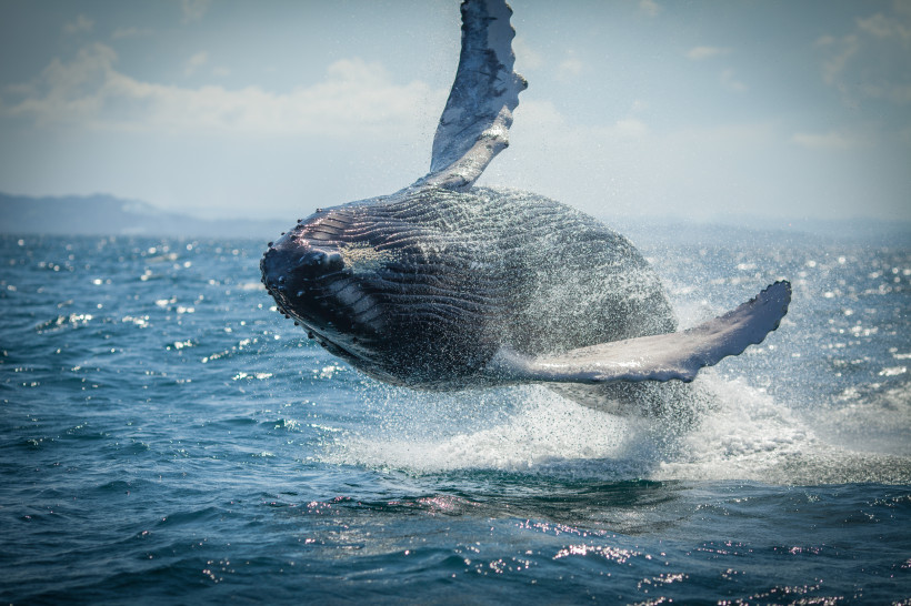 Dominikanische Republik - Samaná Springender Buckelwal im Meer vor der Halbinsel Samaná in der Dominikanischen Republik, bekannt für Whale Watching