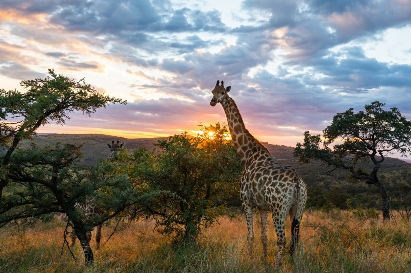 Südafrika Giraffe steht zwischen Bäumen in der afrikanischen Savanne, während die Sonne hinter ihr untergeht. Der Himmel ist leicht bewölkt und in warmes Abendlicht getaucht.