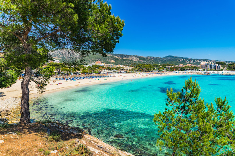 Mallorca Blick auf einen langen Sandstrand mit zahlreichen Sonnenliegen, gesäumt von türkisfarbenem Wasser. Im Vordergrund stehen Pinienbäume, die teilweise Schatten auf das Ufer werfen. Im Hintergrund sind Hotels, Cafés und Hügel mit grüner Vegetation zu sehen. D