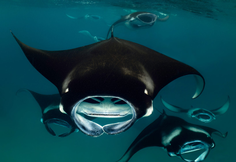 Riffmantarochen (Mobula alfredi) beim Filtrieren von Plankton im Meer der Malediven