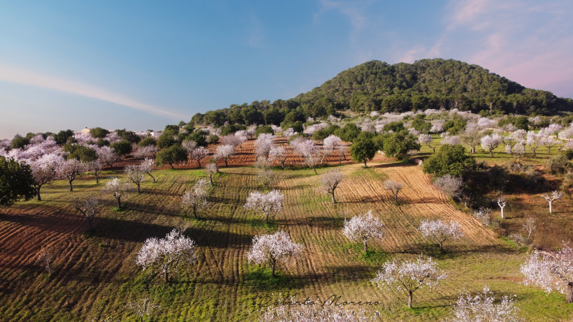Mallorca Weite mallorquinische Landschaft mit blühenden Mandelbäumen in zarten Weiß- und Rosatönen. Die Felder sind in Reihen bepflanzt und zeigen Spuren landwirtschaftlicher Nutzung. Im Hintergrund erhebt sich ein mit Pinien bewaldeter Hügel unter einem pastellfa