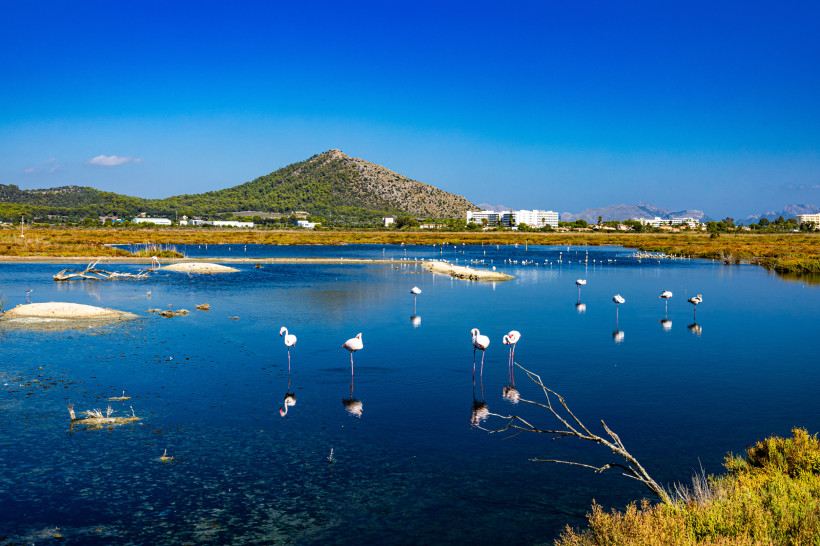 Lagunenlandschaft im Naturpark S’Albufera mit Flamingos im flachen Wasser und Berg im Hintergrund