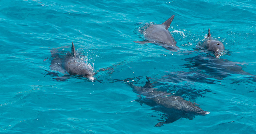 Unvergessliche Delfinbeobachtung im Roten Meer – hautnahes Naturerlebnis in Ägypten Gruppe von Delfinen schwimmt im kristallklaren, türkisblauen Wasser des Roten Meeres