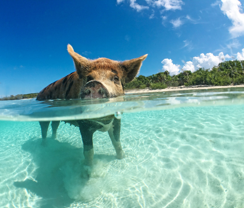 Schwein im seichten Wasser vor der Küste der Exuma Cays Schwein im flachen, klaren Meerwasser vor einem Strand auf den Exuma Cays