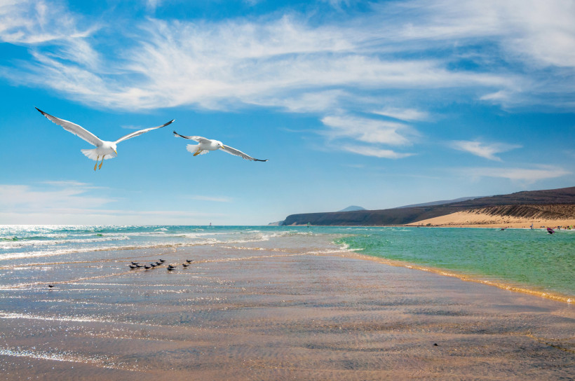Strand und flaches Meer bei Costa Calma mit zwei fliegenden Möwen und Dünen im Hintergrund