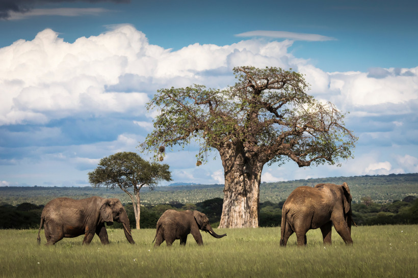 Elefanten auf Savanne vor Baobab-Baum im Tarangire- und Lake-Manyara-Nationalpark