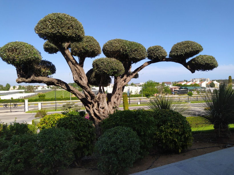 Kadriye Beach Park – Grüne Parkanlage und mediterrane Vegetation in Belek Mediterraner Garten mit markant geschnittenen Bäumen und Blick auf Kadriye im Bereich des Kadriye Beach Parks in Belek
