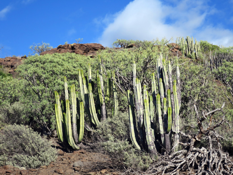 Kakteen und Euphorbia in der Landschaft rund um das Valle de Veneguera auf Gran Canaria Vegetation im Südwesten von Gran Canaria mit Kakteen und Euphorbia bei Valle de Veneguera