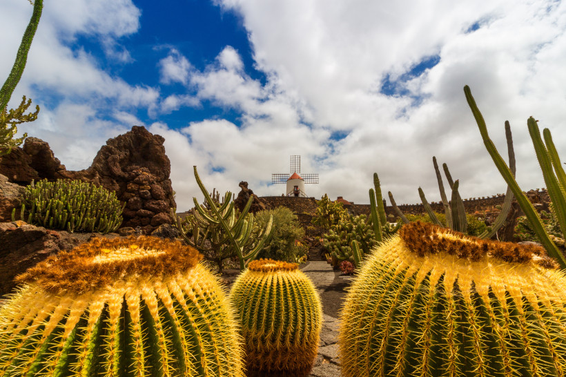 Lanzarote Große, kugelige Kakteen im Vordergrund eines botanischen Gartens mit Kakteenlandschaft. Im Hintergrund steht eine weiße Windmühle mit rotem Dach unter teils bewölktem Himmel.