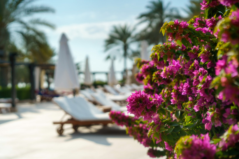 Fujairah, Luxusferien  Nahaufnahme von pinken Bougainvillea-Blüten vor Sonnenliegen und Sonnenschirmen in einer tropischen Resort-Umgebung