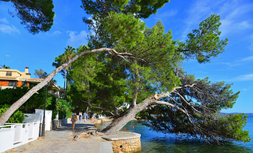 Uferpromenade in Port de Pollença mit schräg gewachsener Pinie über dem Wasser und Spaziergängern
