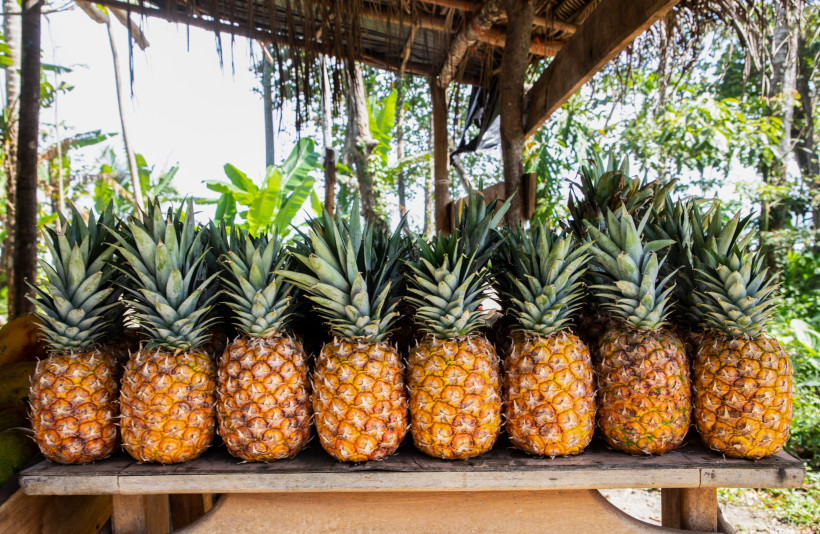 Orotina Fruit Festival, Costa Rica Reihe frischer, reifer Ananas mit grünen Kronen auf einem Holztisch unter einer überdachten Hütte im tropischen Dschungel