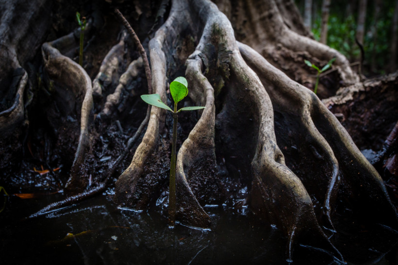 Wurzeln einer Mangrove mit junger Pflanze im Wasser bei Fujairah, Vereinigte Arabische Emirate. Detailaufnahme der Vegetation in den Küsten-Mangroven – wichtiges Natur- und Schutzgebiet.