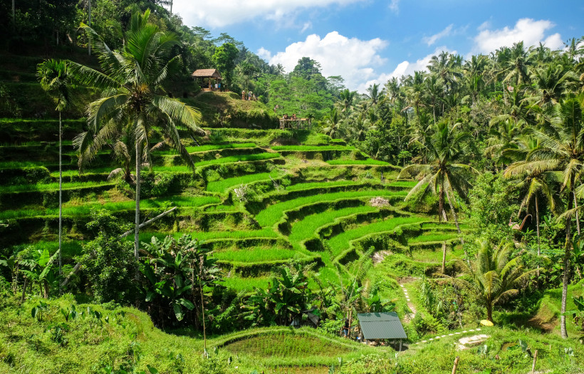 Tegallalang Reisterrassen, Bali Üppig grüne Reisterrassen von Tegallalang auf Bali mit Palmen und tropischer Vegetation unter blauem Himmel