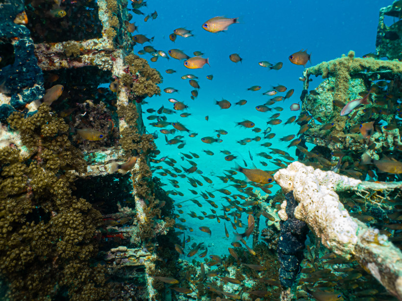 Bunte Unterwasserwelt mit einem Schwarm kleiner Fische, Korallen und Teilen eines mit Korallen bewachsenen Wracks