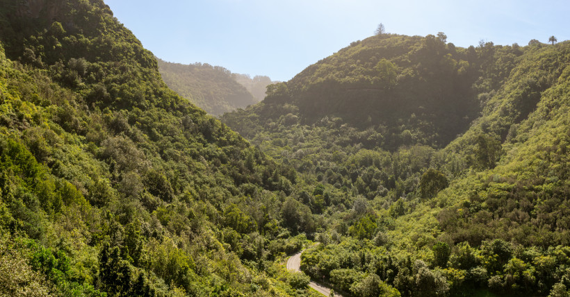 Laurisilva-Wald – Atemberaubende grüne Natur im Norden von Gran Canaria Grüner Lorbeerwald auf Gran Canaria mit dichtem Bewuchs und idyllischer Atmosphäre