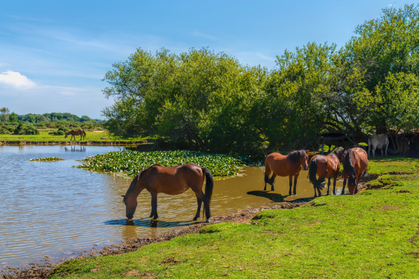 Ponys am Teich im New Forest Ponys am Ufer eines Teichs im New Forest, ein Pony trinkt Wasser, weitere Ponys stehen im seichten Wasser und im Schatten der Bäume