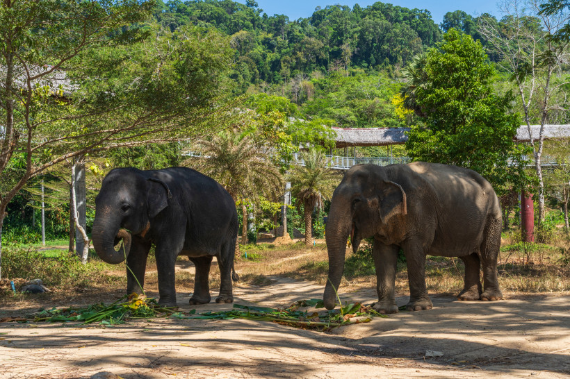 Elefanten-Schutzgebiet Phuket – sanfte Riesen hautnah erleben Zwei Elefanten im Elefantenschutzgebiet Phuket beim Fressen – verantwortungsvoller Tourismus in Thailand