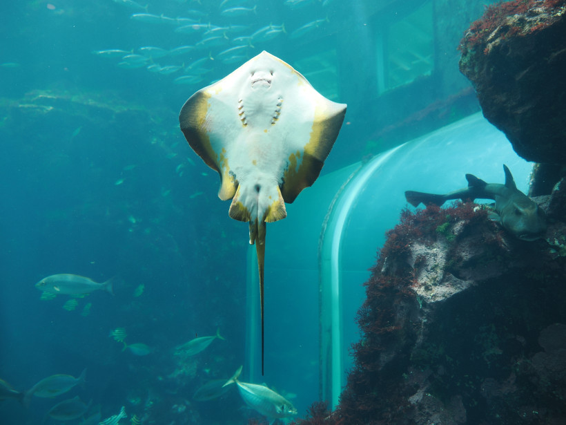 Rochen schwimmt in einem Aquariumbecken des Cretaquarium, im Hintergrund Fische und ein Unterwassertunnel