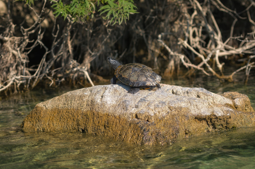 Schildkröte auf Felsen am Kournas-See Schildkröte auf einem Felsen im flachen Wasser am Kournas-See