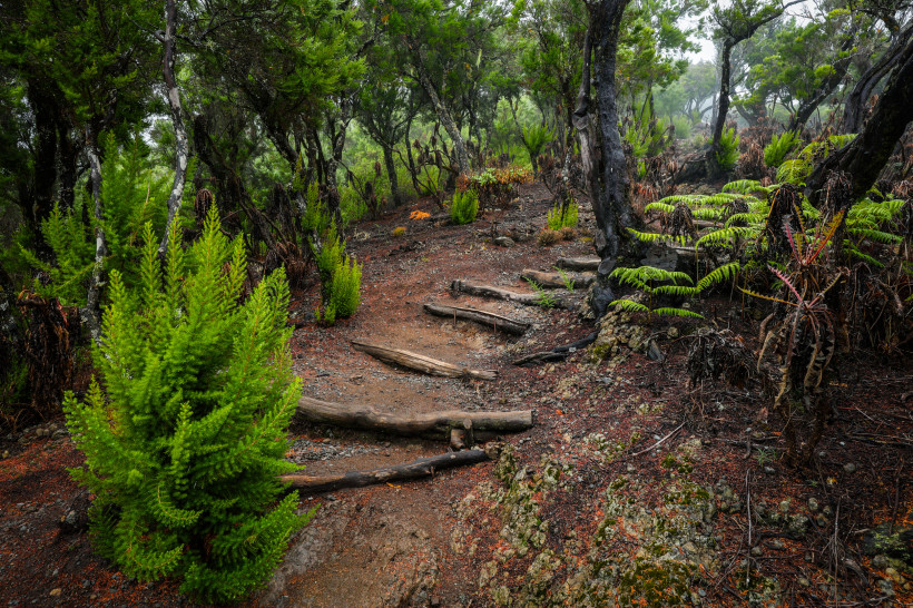 Wanderpfad durch den feuchten Lorbeerwald im Nationalpark Garajonay auf La Gomera