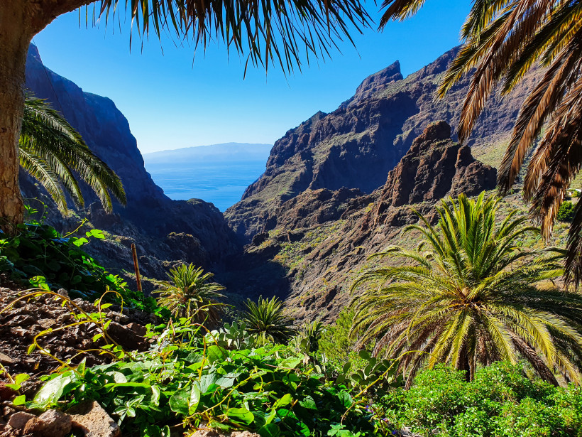 Masca Schlucht Teneriffa: Atemberaubender Blick ins Tal bis zum Atlantik Blick durch die Masca-Schlucht auf Teneriffa mit Palmen, Felswänden und Atlantik im Hintergrund.